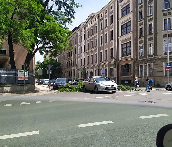 Było o włos od nieszczęscia. Gałąź runęła na przejście dla pieszych-110188