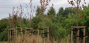 Ktoś "wykańcza" drzewa ? Straty są ogromne