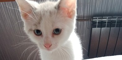 Simba, Nala, Mirabelka i reszta ferajny. Kociaki szukają opiekunów-111541