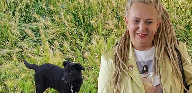 Radna z Legnicy alarmuje. Jęczmień płonny szkodzi psom na Piekarach-112148
