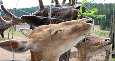 ZOO Łączna – propozycja na weekend blisko Legnicy-112261