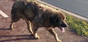 Dziki rajd psów przez Legnicę. Było groźnie