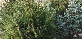 Rusza sprzedaż choinek w nadleśnictwie