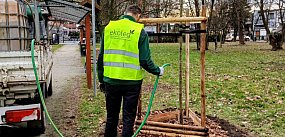 Nowe nasadzenia kompensacyjne w Legnicy