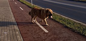 Suczka nie przeżyła ataku psów