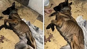 Konała pod śmietnikiem  