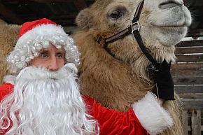 Żywa szopka w Grzymalinie z wielbłądami-23633