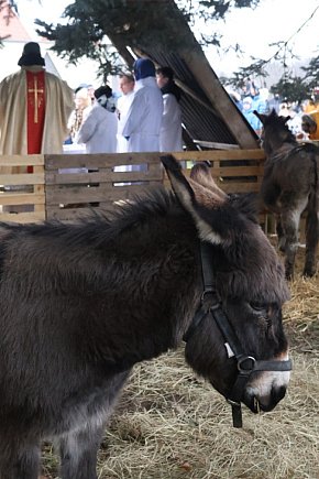 Pasterka w szopce zachwyciła najmłodszych-23632