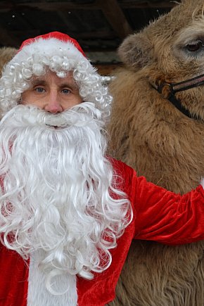 Żywa szopka w Grzymalinie z wielbłądami-23633