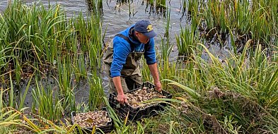 Nasadzenia na Kozim Stawie. Posadzono Lilie wodne i rośliny bagienne-116960