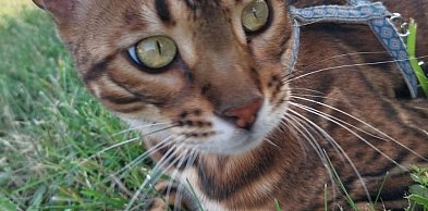W Koskowicach zaginął kot bengalski. Od świąt trwa dramatyczne poszukiwanie