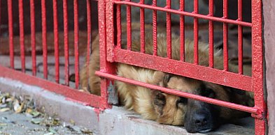 LPGK złożyła jedyną ofertę na prowadzenie schroniska, chce więcej pieniędzy