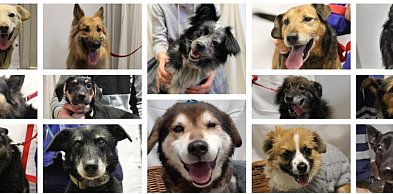 LPGK dalej poprowadzi schronisko przy Ceglanej