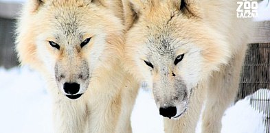 Zobacz największą watahę wilków polarnych w Europie