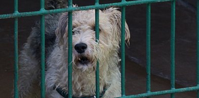 „Walentynki z Bezdomniakiem”. Psiaki i kociaki czekają