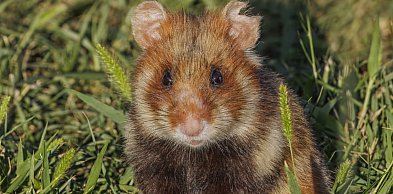 Chomik europejski Zwierzęciem Roku 2026. Występuje także w rejonie Legnicy