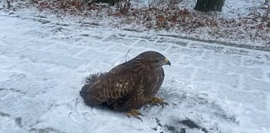 Osłabiony myszołów trafił pod opiekę fundacji FOPiT GOBI po interwencji TOZ
