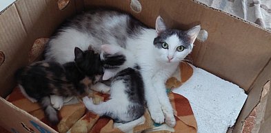 W piątek miasto przekaże karmę dla kotów wolno żyjących