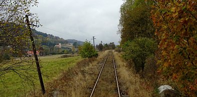 Firma z Milicza wytnie drzewa między Nowym Kościołem a Wojcieszowem