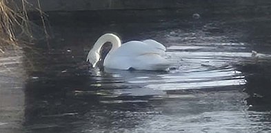 Kozi Staw budzi się do życia. Widać pierwsze oznaki wiosny