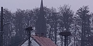 Bocian wrócił do Bieniowic wcześniej niż rok temu. Czy to oznaka wiosny?