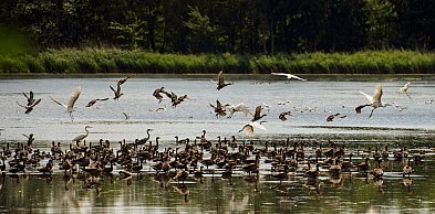 Koniec ograniczeń po ptasiej grypie. Jest decyzja wojewody