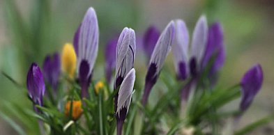 „A wiosna przyszła pieszo”. Dziś jej pierwszy dzień