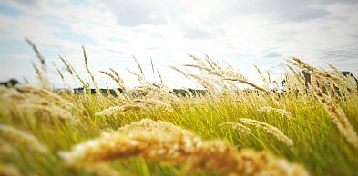 Brunatna plamistość liści w zbożach – jak skutecznie przerwać rozwój