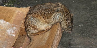 Coraz więcej szczurów w mieście, radna pyta o stan kanalizacji