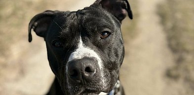 Nie rozumie, dlaczego został sam. Łobuz czeka na swój nowy dom