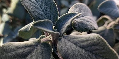 Uwaga, wracają przymrozki, temperatura spadnie nawet do -8°C