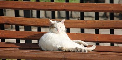 Mieszkańcy gminy Kunice mogą skorzystać z darmowej kastracji zwierząt