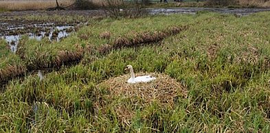 „Rzeź wraca?”. Tama znów  jest niszczona, ptaki zagrożone