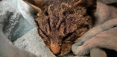 Ratują koty, ale pieniędzy zaczyna brakować. Ruszyła zbiórka TOZ