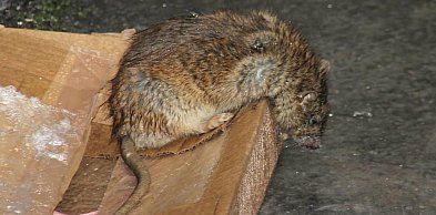 Szczury w mieście? Zgłoszenia mają charakter incydentalny