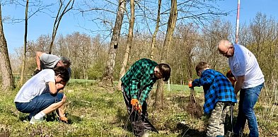 Nowe nasadzenia przy hucie. Dęby i buki zamiast topoli