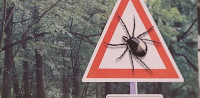 Kleszcze już aktywne. Jak reagować po ukąszeniu? Najważnieszje zasady