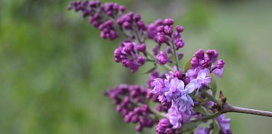 Z dnia na dzień robi się coraz bardziej zielono. Idź na spacer do parku