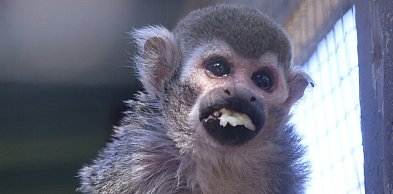 Egzotyczna przygoda tuż za progiem Legnicy w Mini Zoo w Piotrówku