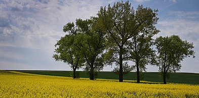 Rzepak zakwitł wokół Legnicy. Kierowcy zwalniają dla takich widoków