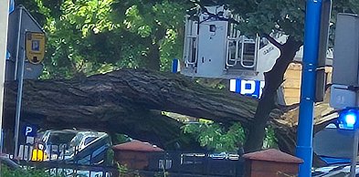 Groźny incydent na Kościuszki. Drzewo runęło na zaparkowany samochód