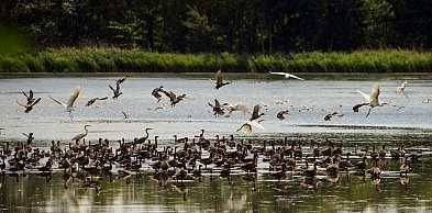 Dolnośląskie służby przypominają o zasadach związanych z ptasią grypą