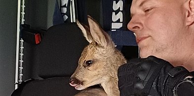 Niecodzienny pasażer radiowozu. Koźlę sarny trafiło do „Klekusiowa”
