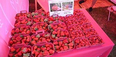 Tu pachnie latem. Różowe stoiska Legsadu kuszą owocami na Dniach Legnicy