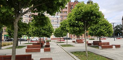 Odrowska chce więcej drzew, rabat i ogrodów deszczowych