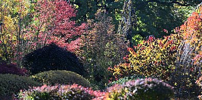 Jesienne liście tańczą w blasku słońca. Park Miejski zamienia się w poezję-115881