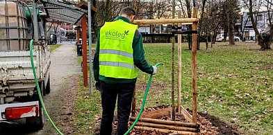 Nowe nasadzenia kompensacyjne w Legnicy – więcej drzew i krzewów-119256