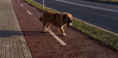 Tosia nie przeżyła ataku psów wałęsajacych się po osiedlu Piekary-119865