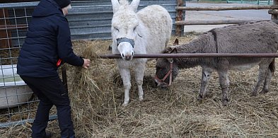 Żywa szopka w Grzymalinie jak Betlejem-120073