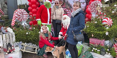 Jaworskie Przytulisko zorganizowało Mikołajki dla swoich podopiecznych-119478